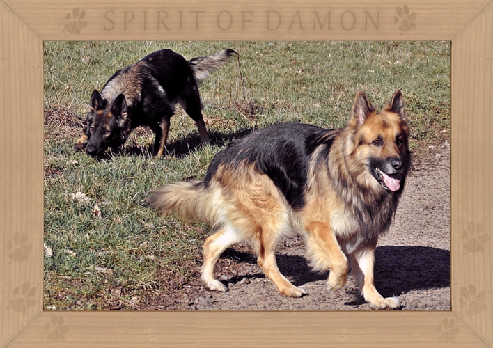 04-altdeutsche-scharferhunde-spirit-of-damon.jpg